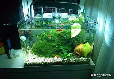 魚缸 魚|小型魚缸適合養的十種魚